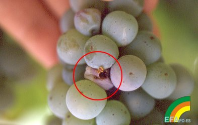Polilla del Racimo - Grapevine moth - Couza do acio >> Lobesia botrana - Grano atacado por larva de L. botrana.jpg